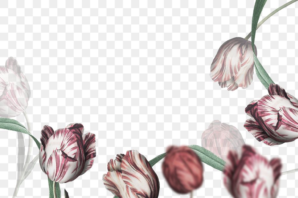 Png tulip border transparent background