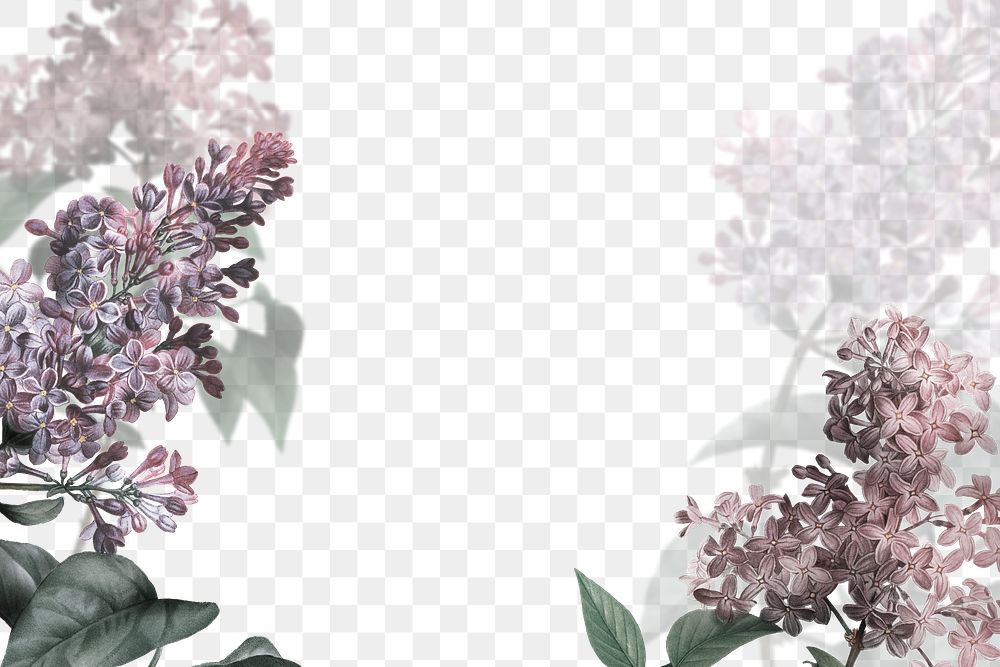 Png lilac border transparent background