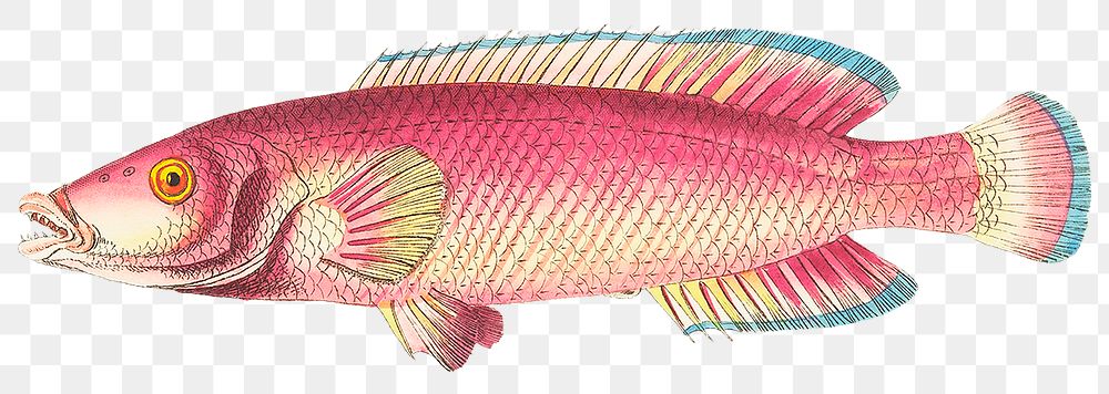 Vintage red labrus fish png sticker illustration, remixed from public domain artworks