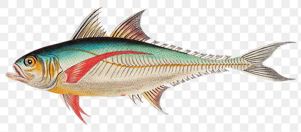 Vintage mackerel png sticker, remixed from public domain artworks