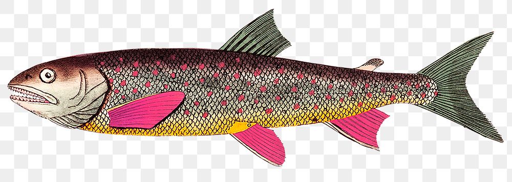 Vintage trout fish png sticker illustration, remixed from public domain artworks