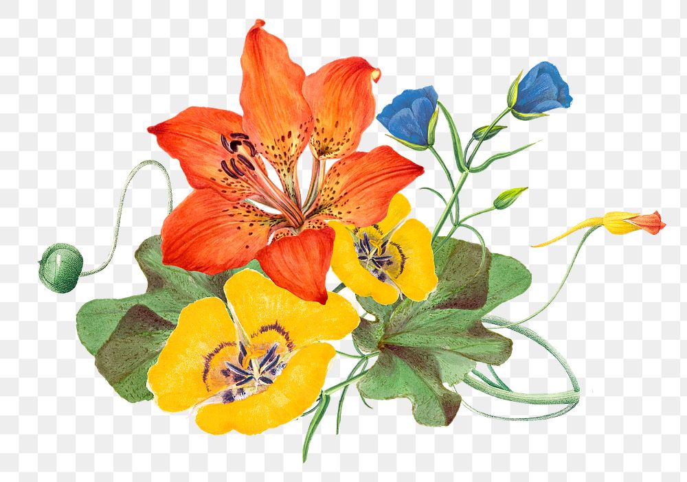 Spring flower png sticker illustration, remixed from public domain artworks