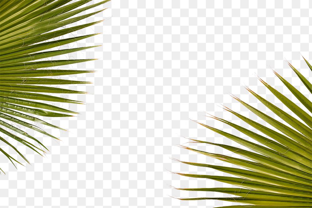 Natural green palm leaves frame