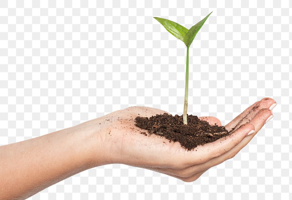 Hand cupping plant png mockup reforestation