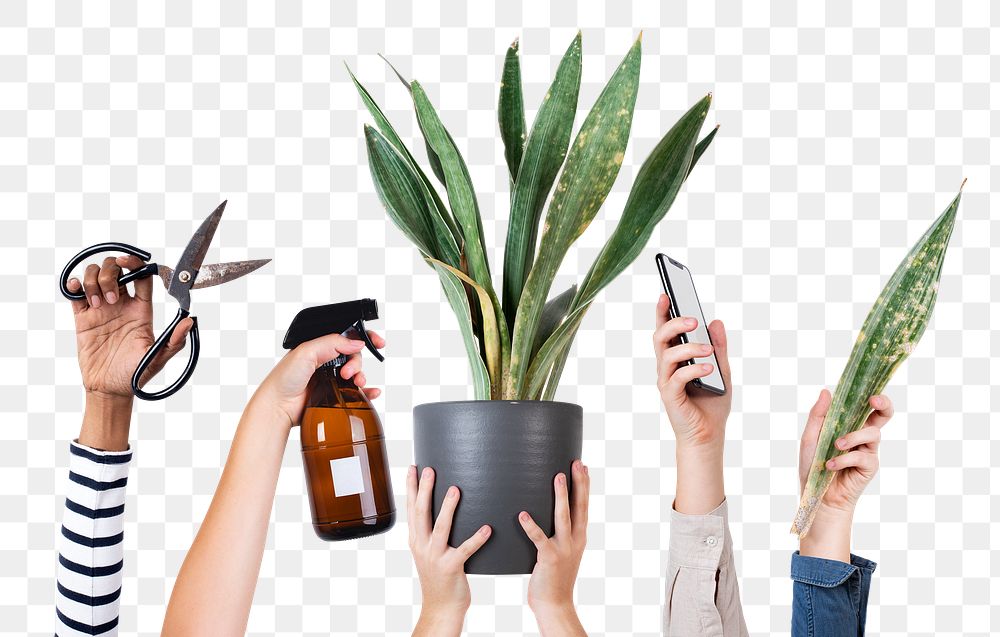 Png plant lover's hand mockup for online shop