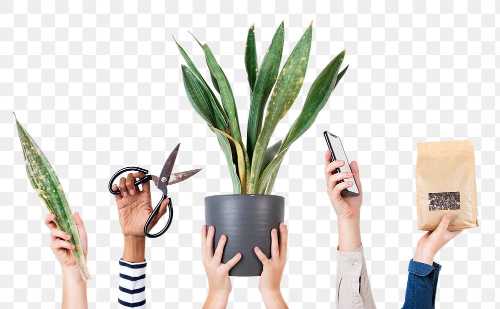 Png plant lover's hand mockup for online shop