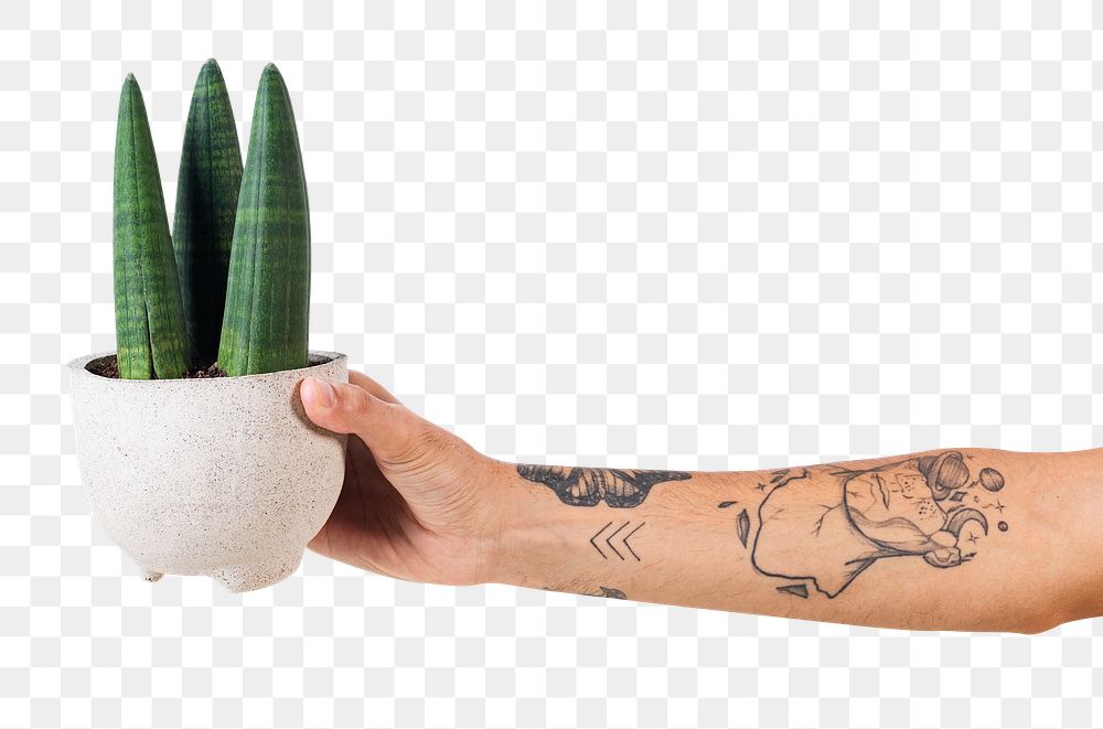 Png tattooed hand mockup holding potted cylindrical snake plant