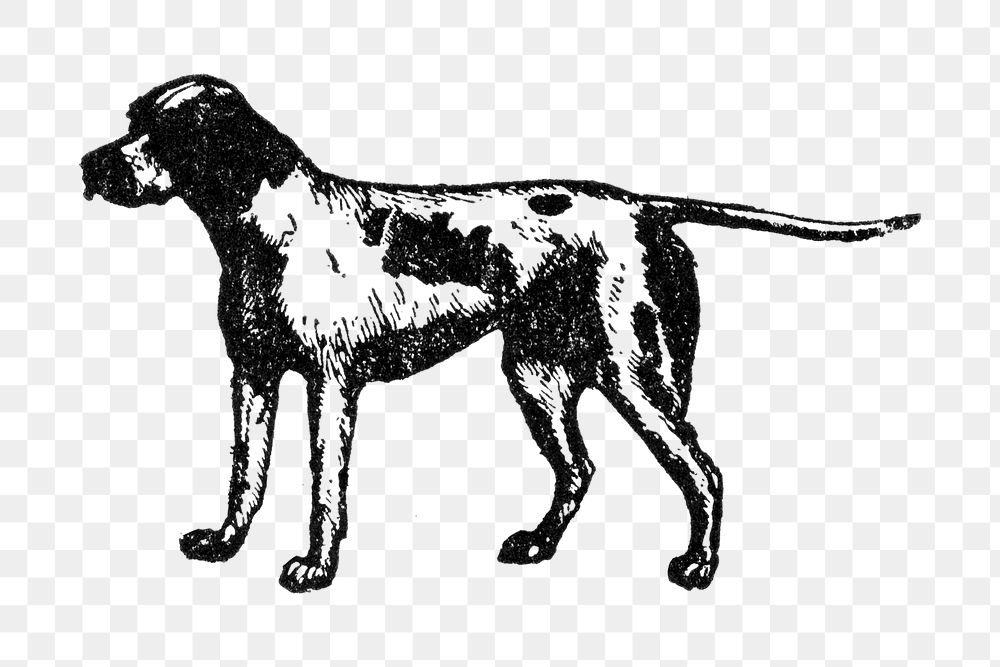 Pointer dog png collage element, black ink drawing, digitally enhanced from our own original copy of The Open Door to…