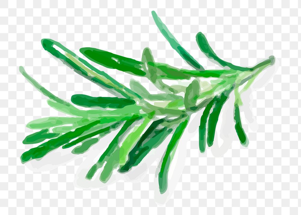 Watercolor green rosemary png sticker hand drawn