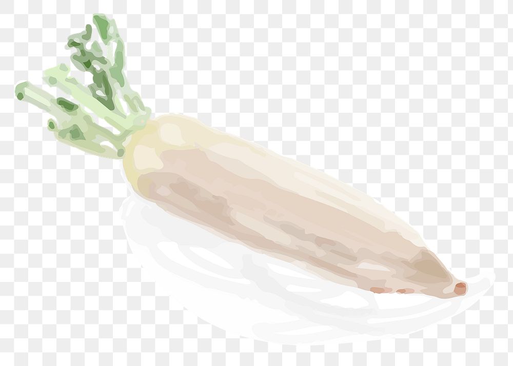 White radish png sticker watercolor drawing