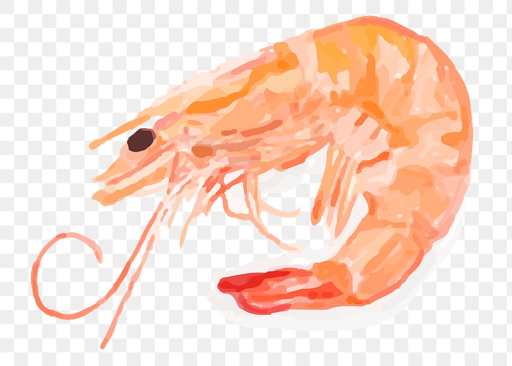Food shrimp png sticker hand drawn