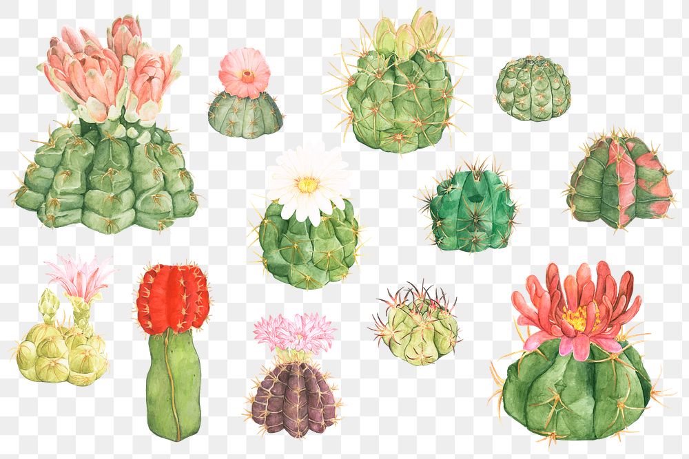 Desert cactus flower png sticker set