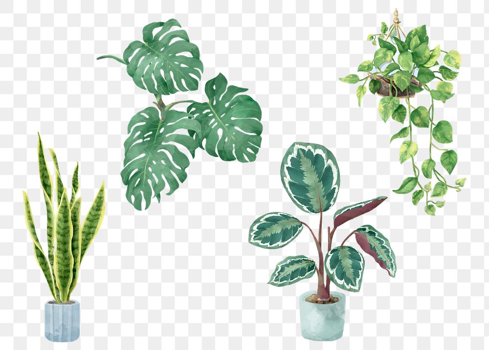 Tropical png watercolor plant set