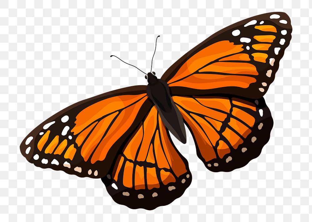 Monarch butterfly png sticker, orange watercolor illustration