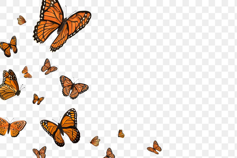 Png butterfly border transparent background