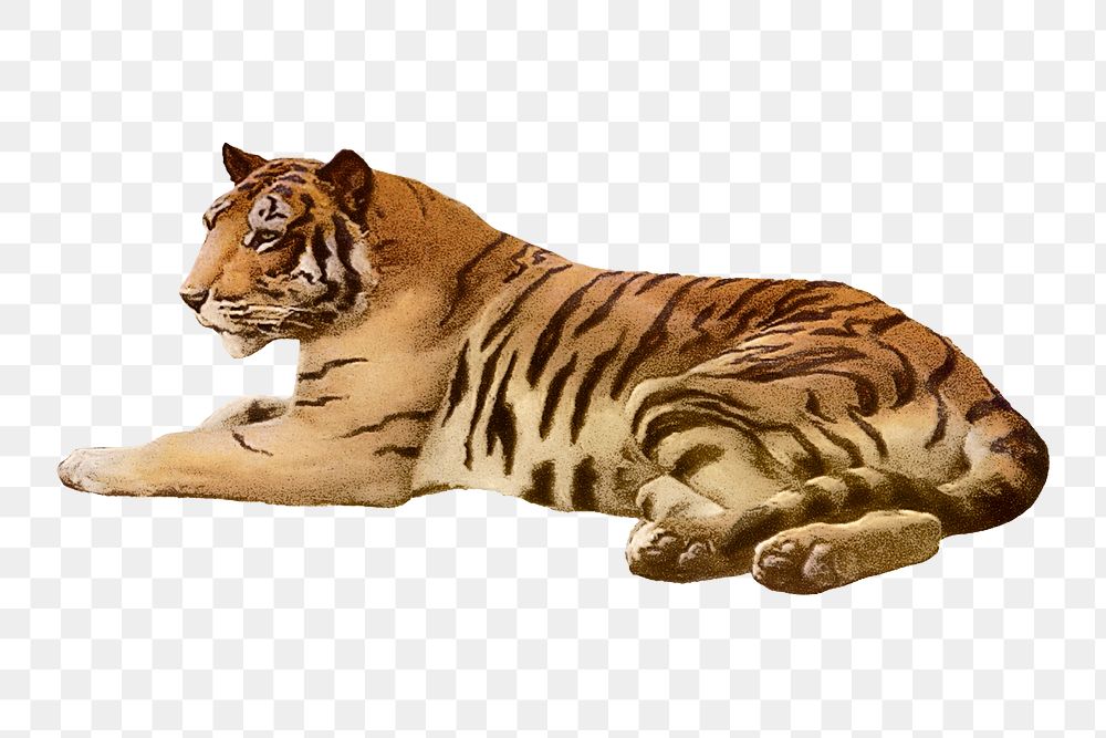 Traditional tiger png clipart, realistic animal illustration on transparent background