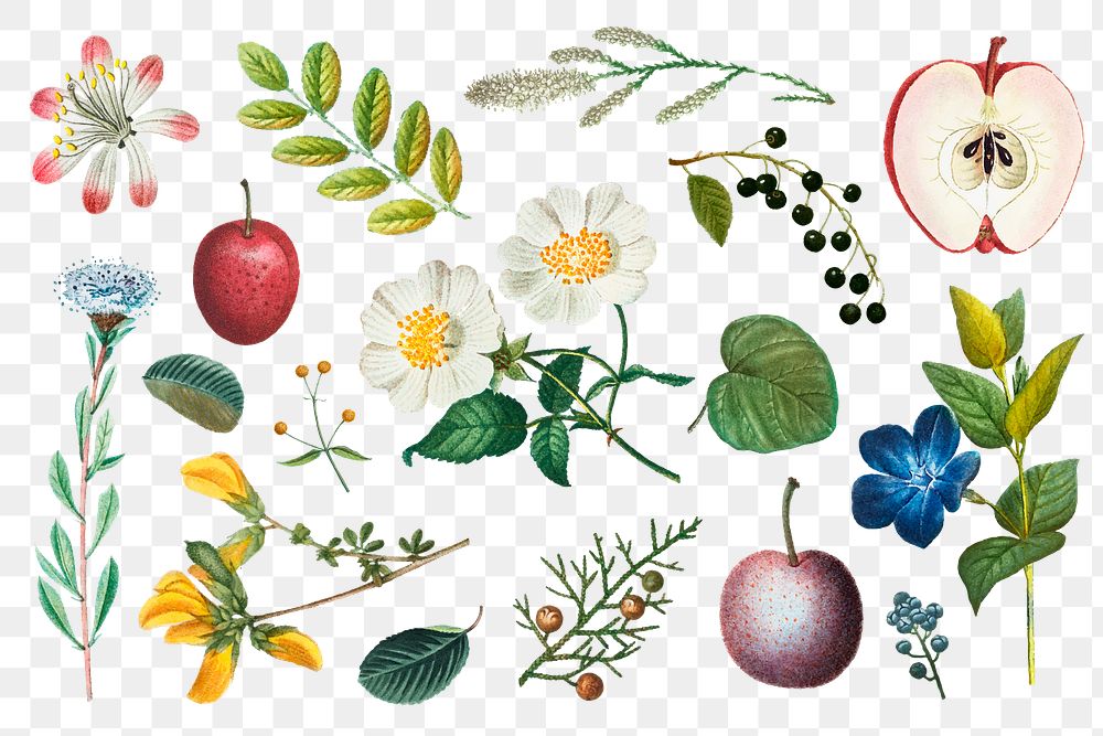 Fruit and flower png sticker vintage set hand drawn illustration