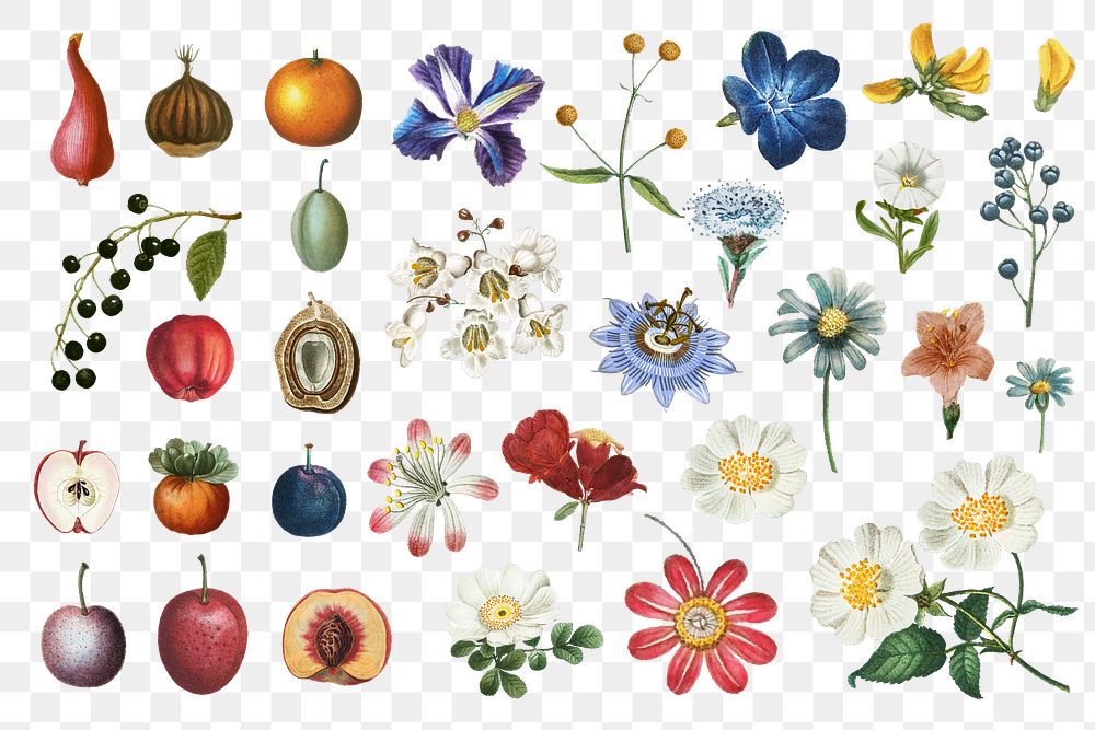 Flower and fruit png sticker set vintage illustration