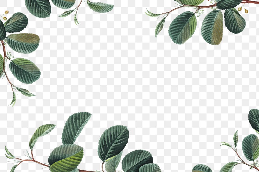 Png green leaf frame border transparent background