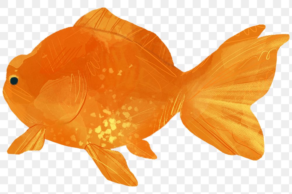 Watercolor goldfish painting transparent png