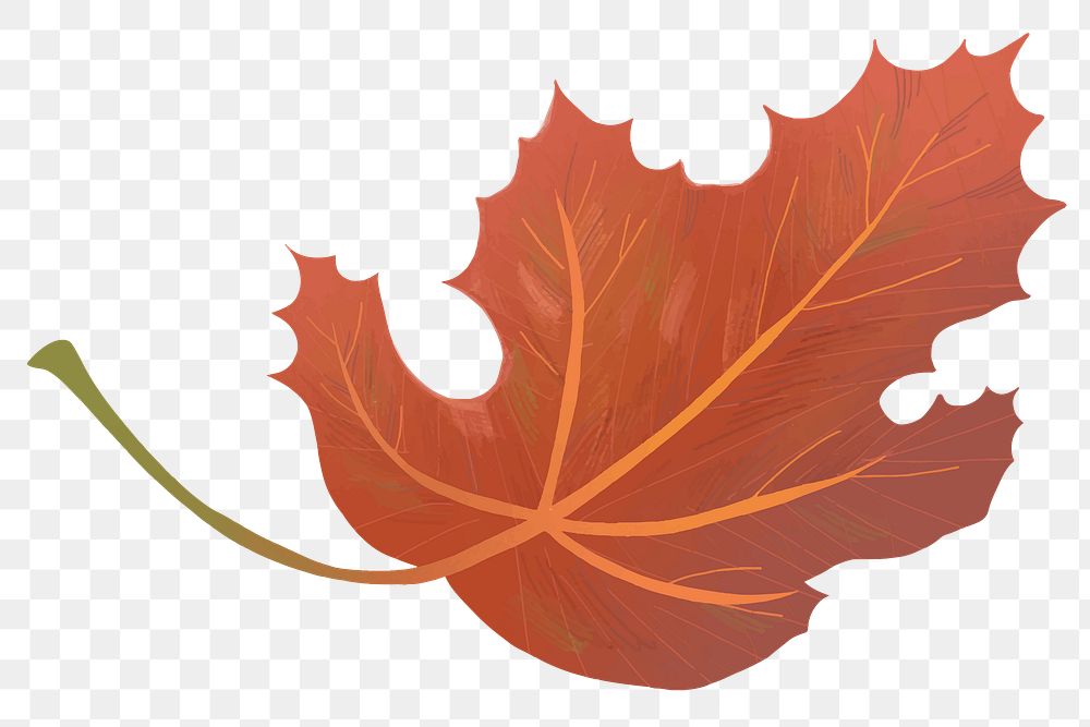 Png hand drawn maple element fall leaf