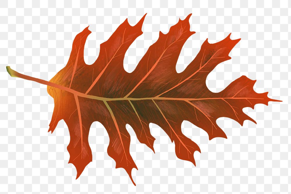 Png hand drawn leaf element autumn red oak