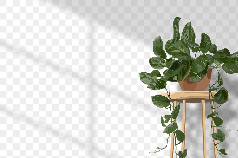 House Plant PNG background, pothos transparent wall with natural light