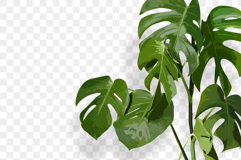 Monstera PNG transparent background, tropical jungle leaf