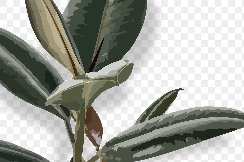 Rubber plant PNG transparent background, green leaf houseplant