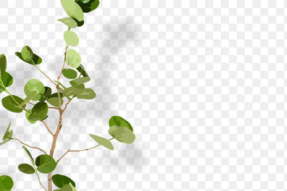 Indoor plant PNG background, Seagrape transparent wall with natural light