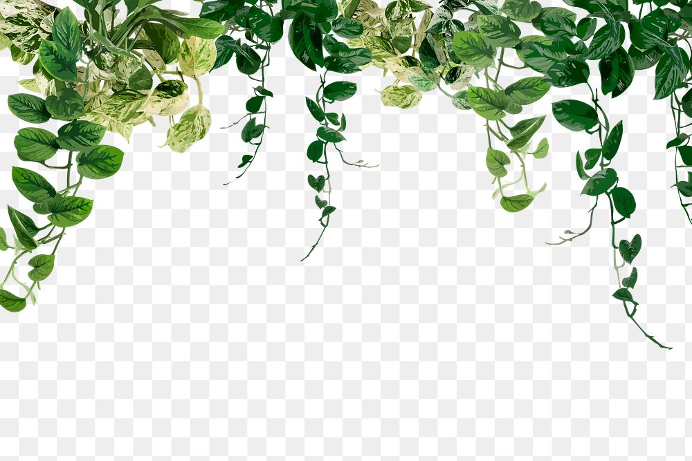 Leaf PNG transparent background, houseplant