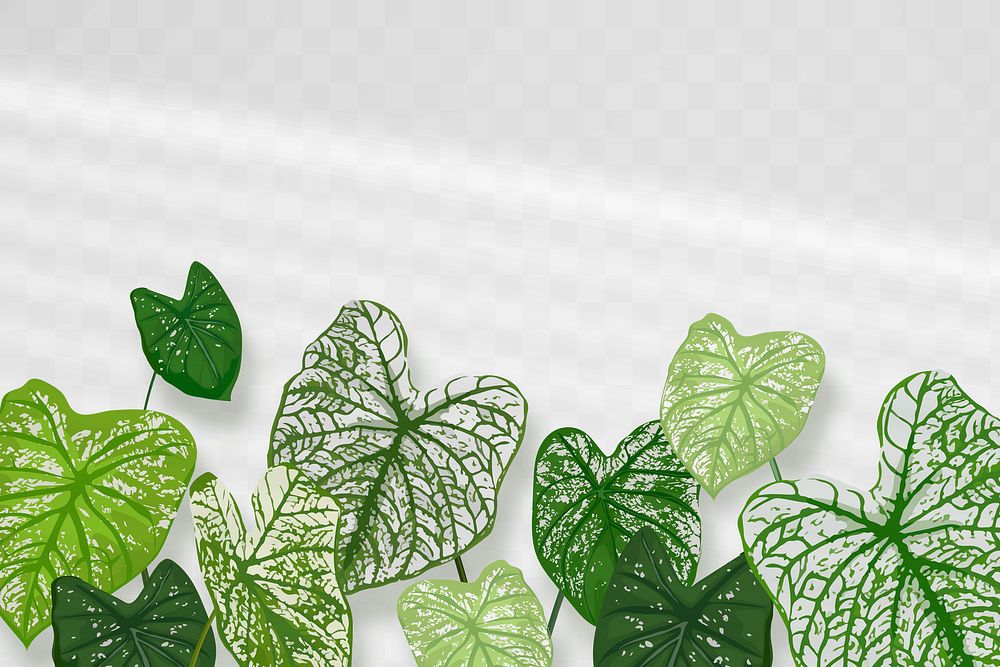 Houseplant PNG background, Alocasia polly transparent wall with natural light