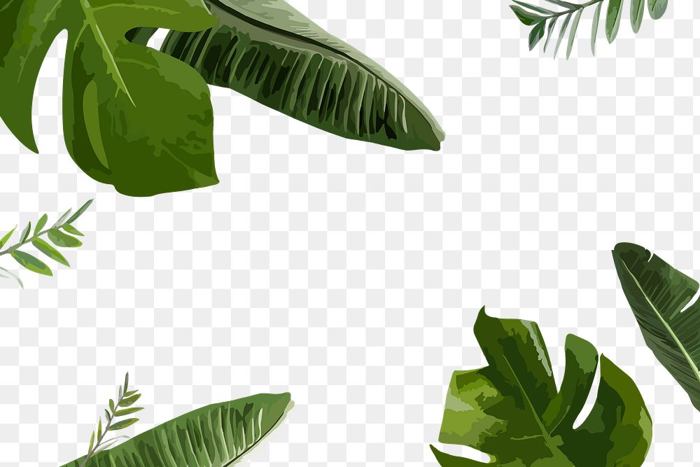 Botanical frame PNG clipart border, green banana leaf transparent background