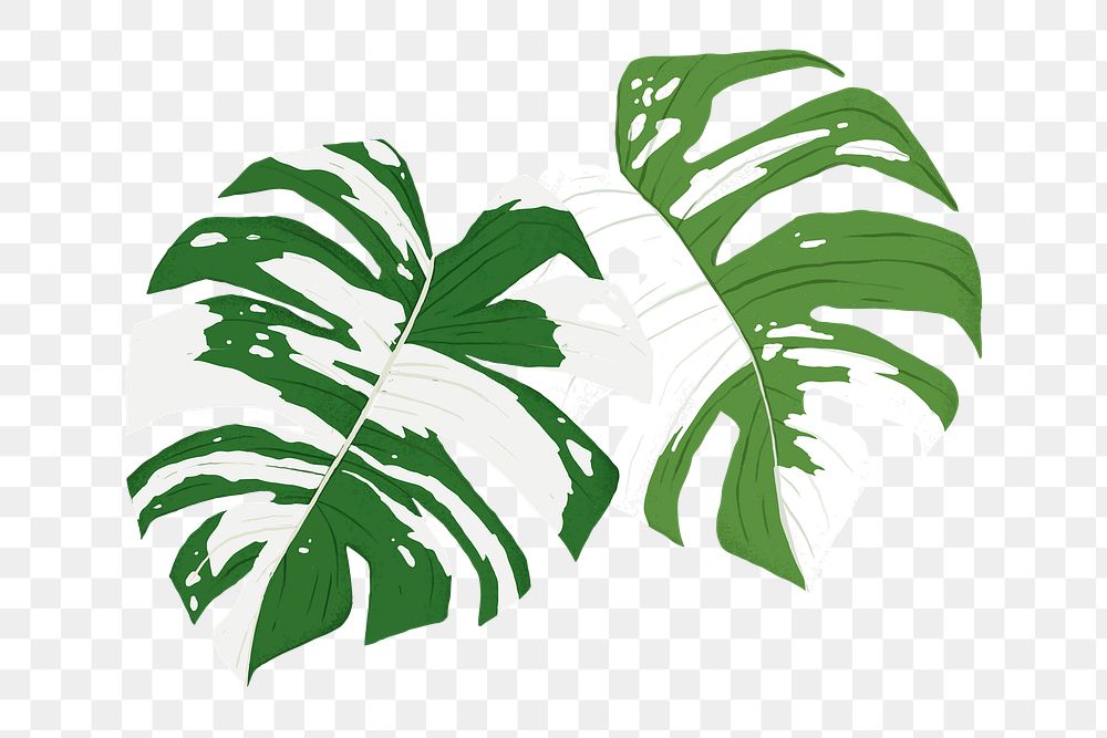 PNG monstera leaf sticker botanical illustration