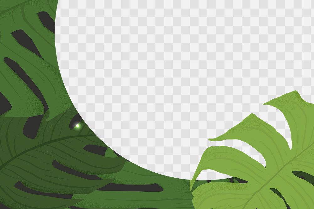 PNG frame monstera  tropical leaf botanical illustration