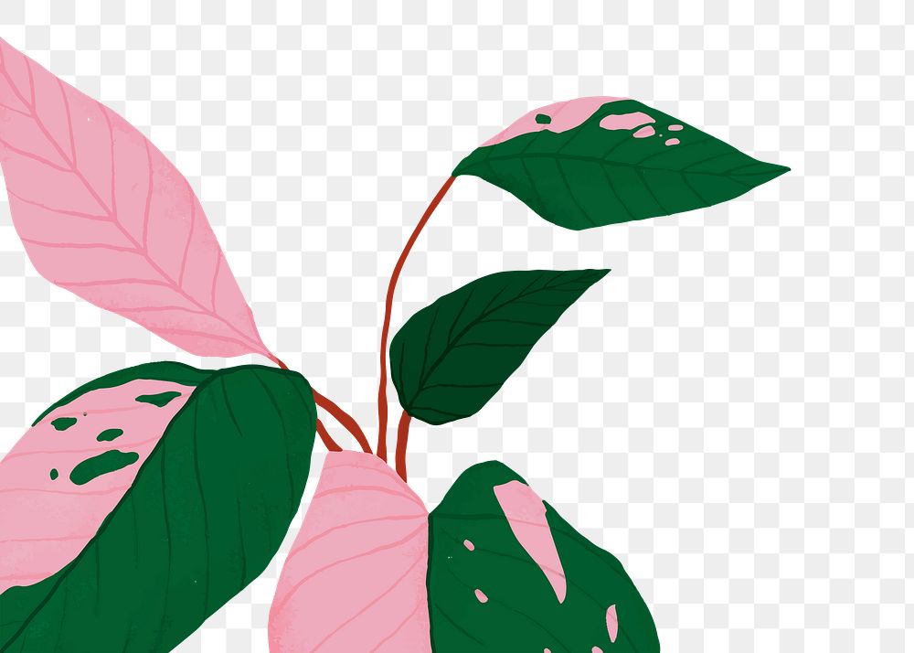 PNG plant pink princess philodendron sticker botanical illustration