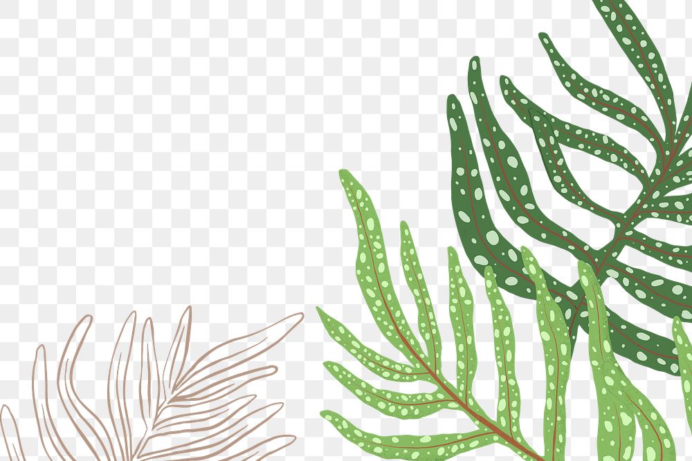 PNG plant fern sticker botanical illustration