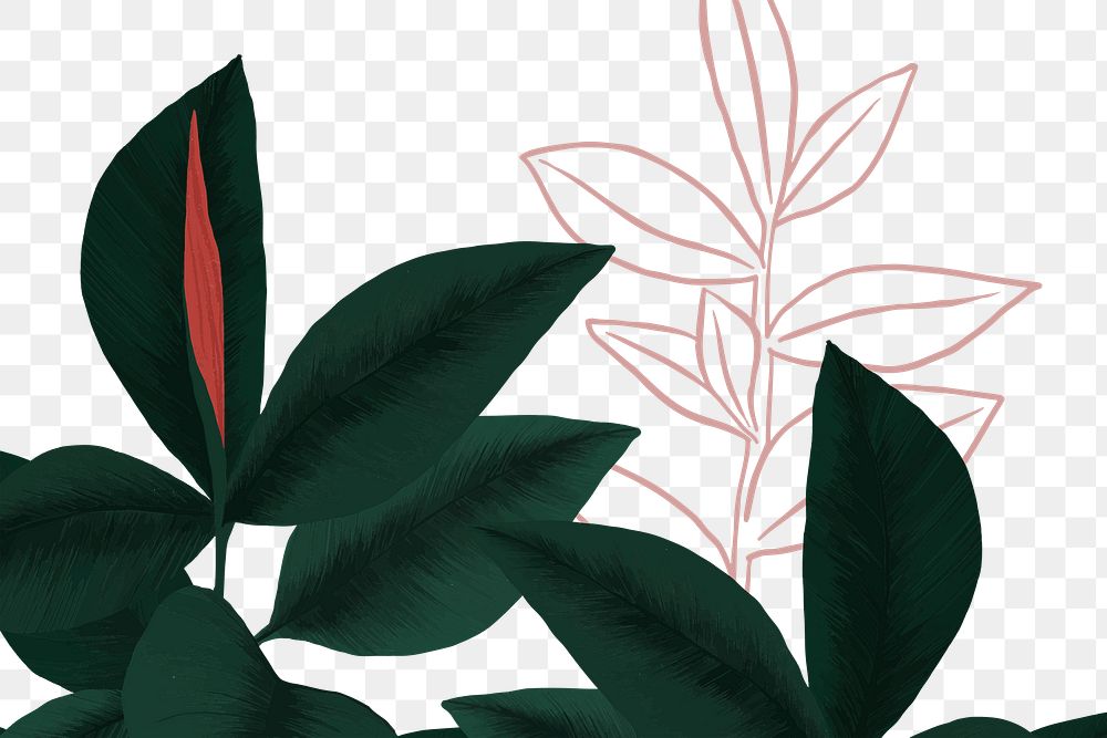 PNG rubber plant sticker botanical illustration