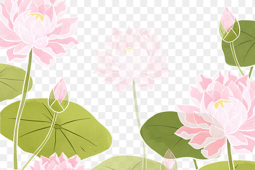 Png hand drawn water lily  transparent background
