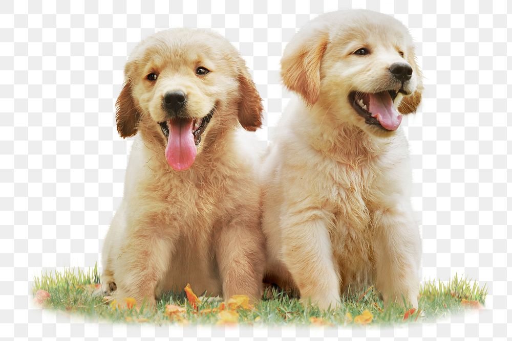 Golden retriever png puppies sitting, animal and pet image