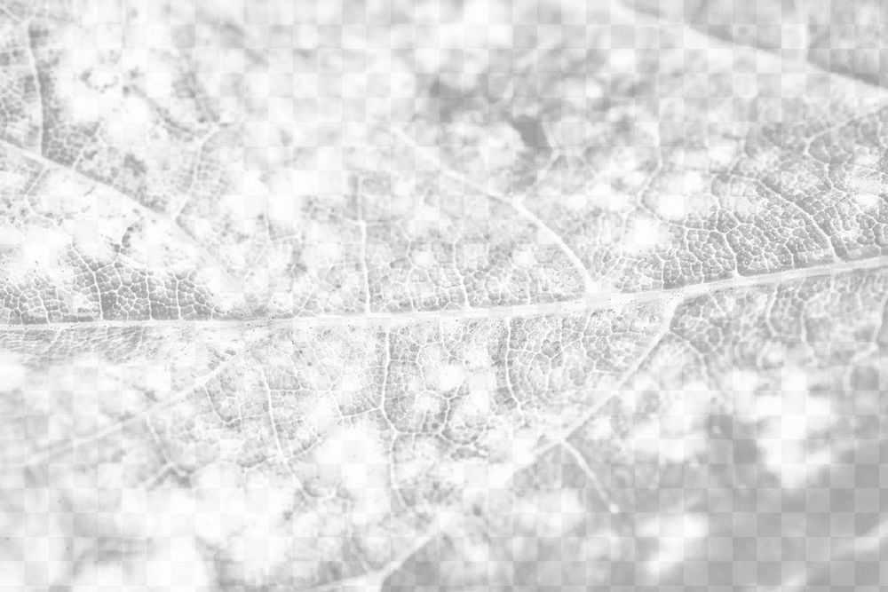 Leaf texture png overlay, abstract design on transparent background  