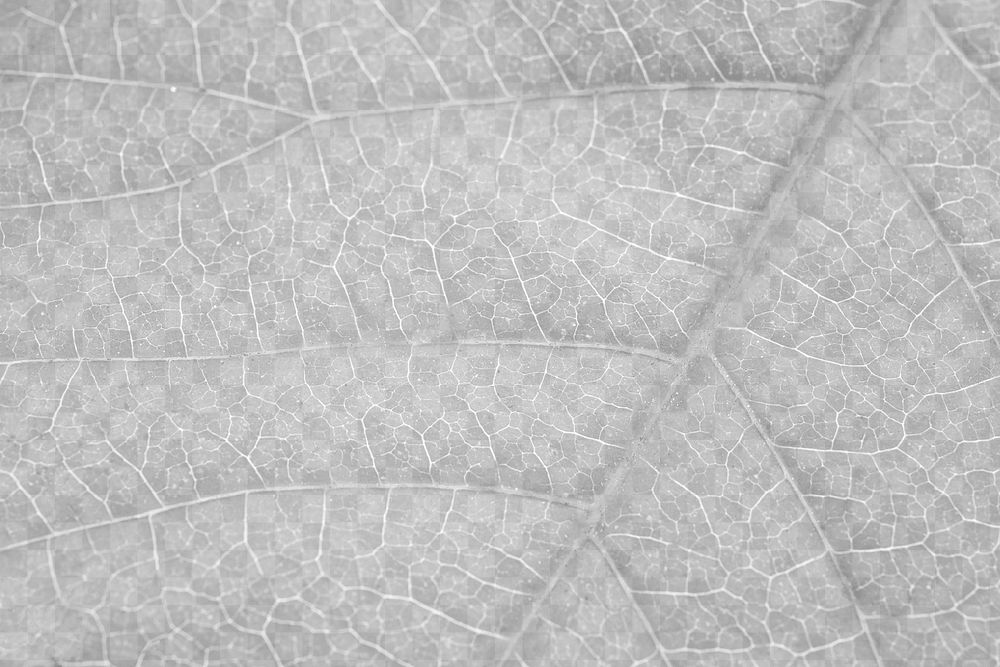Leaf texture png overlay, abstract design on transparent background 