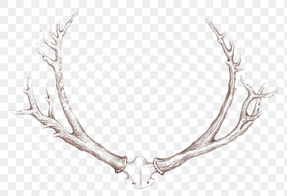 Vintage hand drawn deer antlers design element