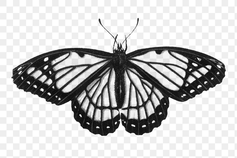 Vintage hand drawn monochrome butterfly design element