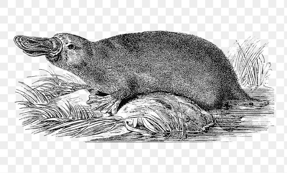 PNG Drawing of duck-billed platypus, transparent background
