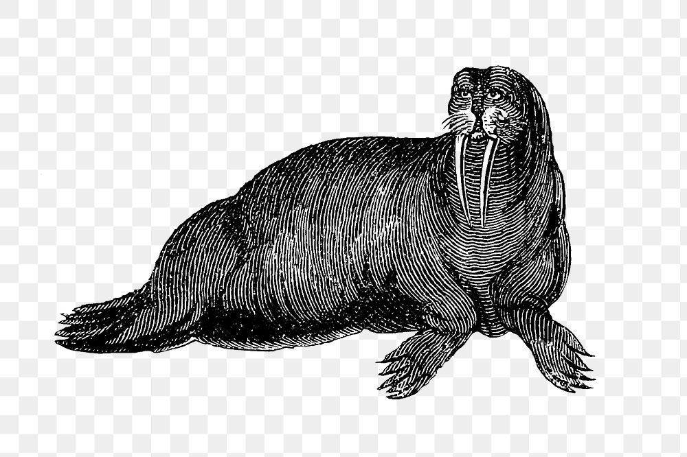 PNG Drawing of walrus, transparent background