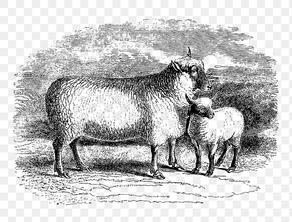 PNG Drawing of sheep, transparent background