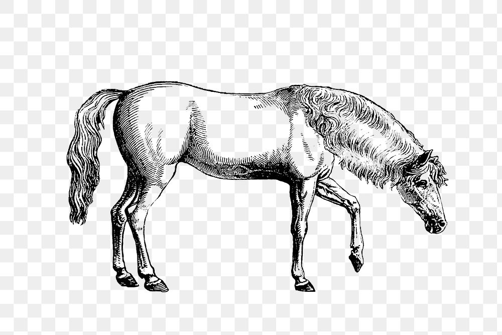 PNG Drawing of Arabian horse, transparent background