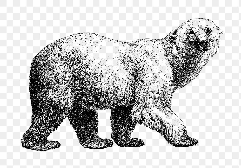 PNG Drawing of white bear, transparent background