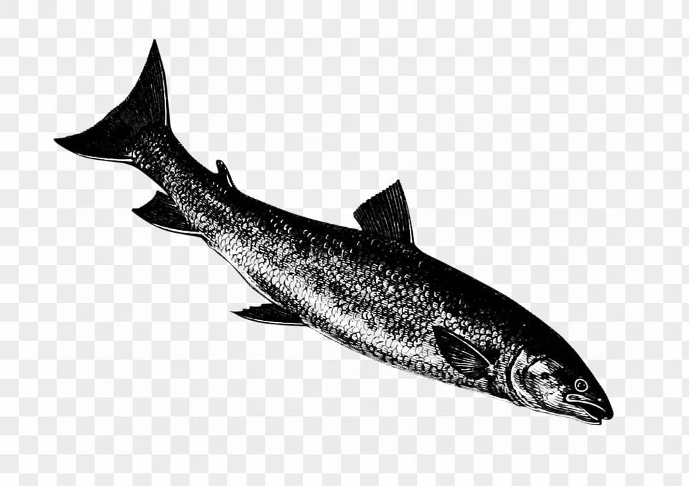 PNG Drawing of a fish, transparent background